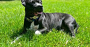 Ziggy joined the competition — help win amazing prizes! dog, black_dog, white_paws, grass, lawn, sunlight, outdoor, pet, canine, collar, relaxed, happy, backyard, fence, summer, nature, animal, domestic_animal, resting, daytime