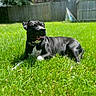 dog, black_dog, white_paws, grass, lawn, sunlight, outdoor, pet, canine, collar, relaxed, happy, backyard, fence, summer, nature, animal, domestic_animal, resting, daytime