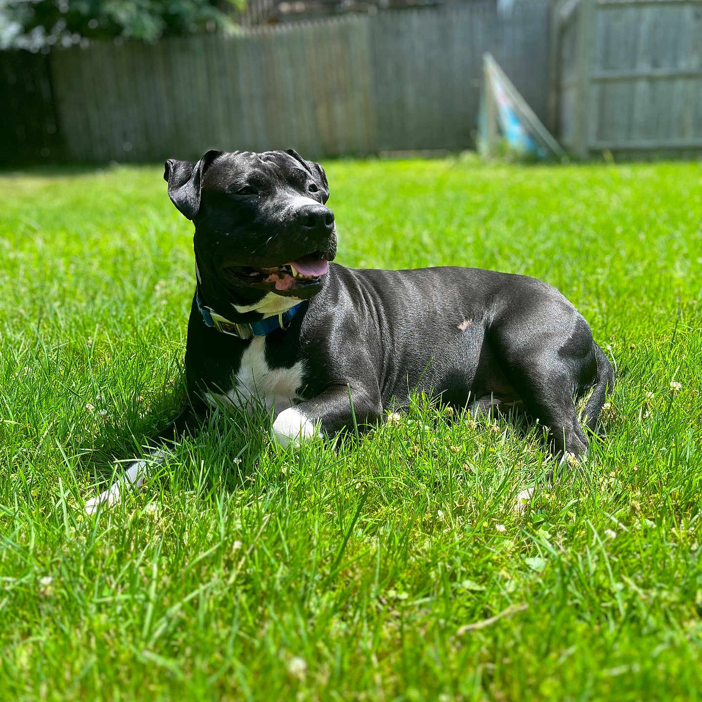 Ziggy