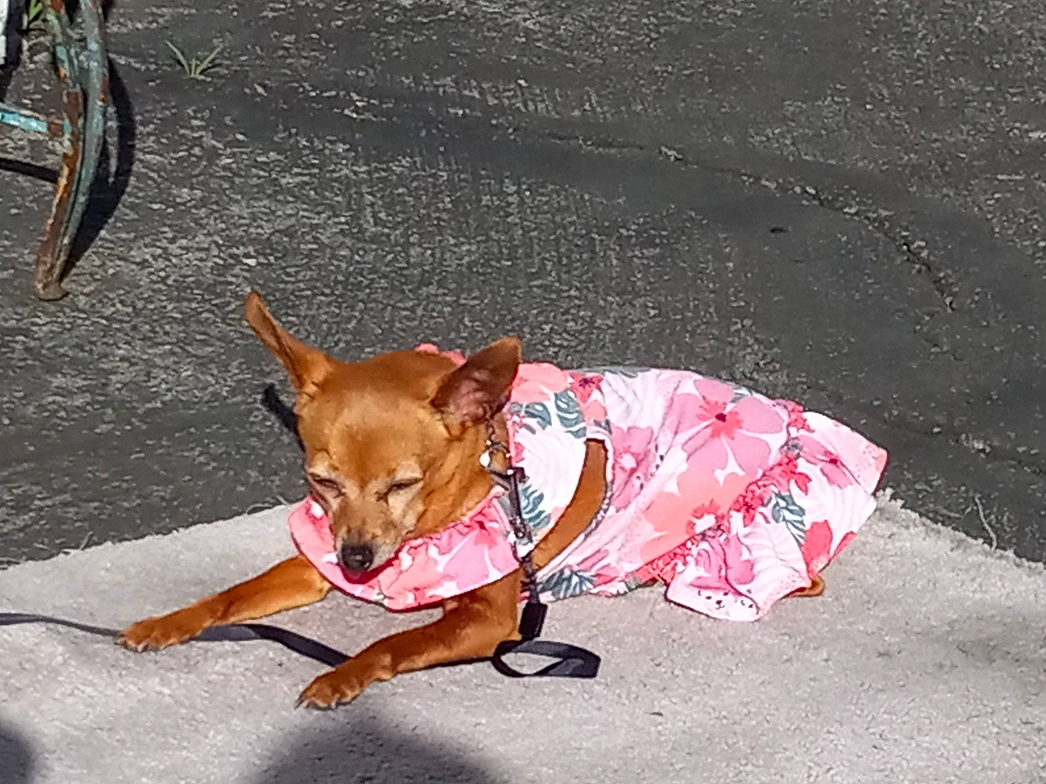 Snooki joined the competition — help win amazing prizes! asphalt, bicycle, canidae, carmine, carnivore, chihuahua, collar, companion_dog, dog, dog_breed, dog_supply, fawn, road_surface, snout, sporting_group, tail, tire, toy_dog, wheel, working_animal