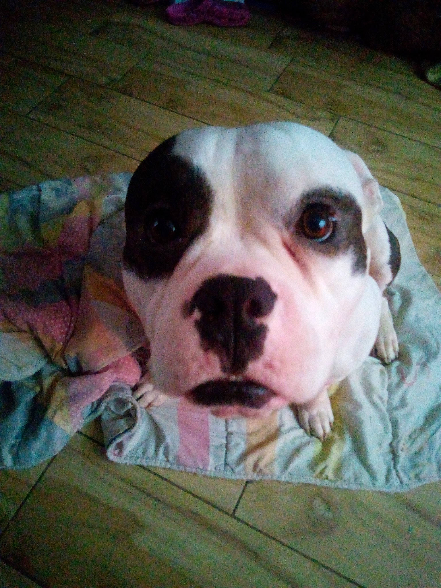 Draco participe au concours pour gagner de l'argent avec cette photo : american_bulldog, australian_bulldog, bulldog, canidae, carnivore, companion_dog, dog, dog_breed, dorset_olde_tyme_bulldogge, mammal, non_sporting_group, nose, old_english_bulldog, olde_english_bulldogge, pit_bull, rare_breed_dog, snout, toy_bulldog, valley_bulldog, vertebrate