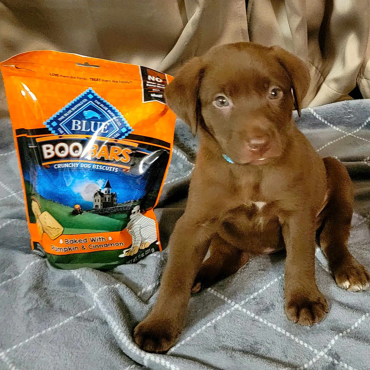 Mocha is registered to the contest to win money with this photo: brown, canidae, carnivore, companion_dog, dog, dog_breed, dog_supply, electric_blue, fawn, food, gun_dog, hunting_dog, ingredient, liver, logo, pointing_breed, snack, sporting_group, vegetable, working_animal
