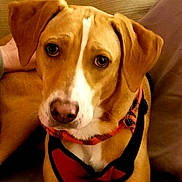 Abbey joined the competition — help win amazing prizes! animal, brown, canine, close_up, comfort, companion, couch, dog, domestic, ears, eyes, face, fur, harness, indoor, nose, pet, portrait, sitting, white