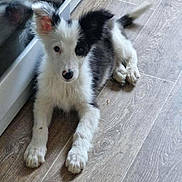 Aston a rejoint le concours — aidez-le/la à gagner de superbes lots ! puppy, dog, black_and_white, floor, wooden_floor, indoor, pet, young_dog, curious, reflection, ear, tail, lying_down, cute, animal, domestic_animal, fur, paw, canine, companion