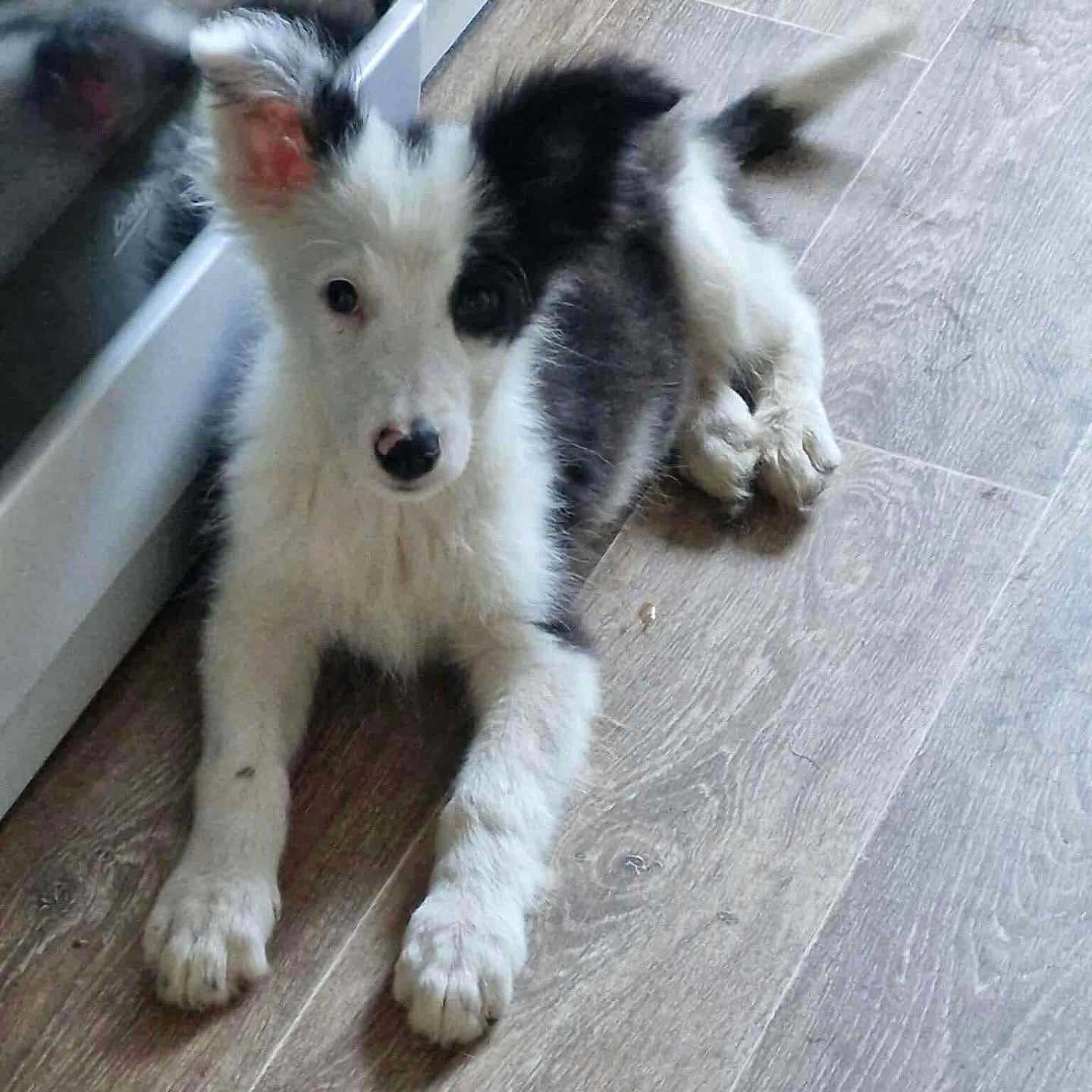 Aston a rejoint le concours — aidez-le/la à gagner de superbes lots ! animal, black_and_white, canine, companion, curious, cute, dog, domestic_animal, ear, floor, fur, indoor, lying_down, paw, pet, puppy, reflection, tail, wooden_floor, young_dog