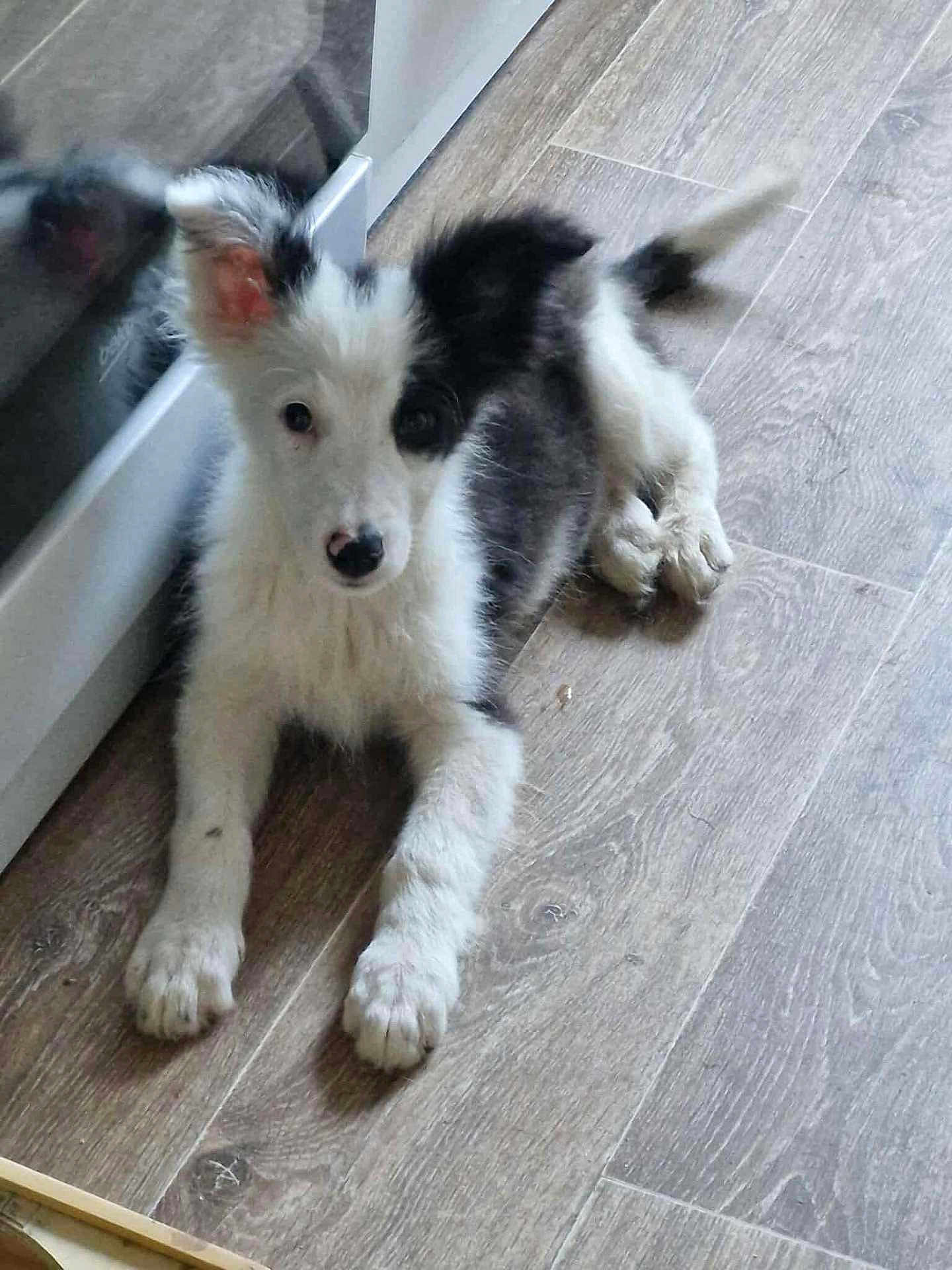 Aston a rejoint le concours — aidez-le/la à gagner de superbes lots ! puppy, dog, black_and_white, floor, wooden_floor, indoor, pet, young_dog, curious, reflection, ear, tail, lying_down, cute, animal, domestic_animal, fur, paw, canine, companion