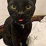 Panther joined the competition — help win amazing prizes! black_cat, cat, pet, animal, tongue_out, bed, blanket, indoor, feline, close_up, whiskers, ears, yellow_eyes, collar, wooden_headboard, cute, funny_expression, domestic_cat, fur, sitting