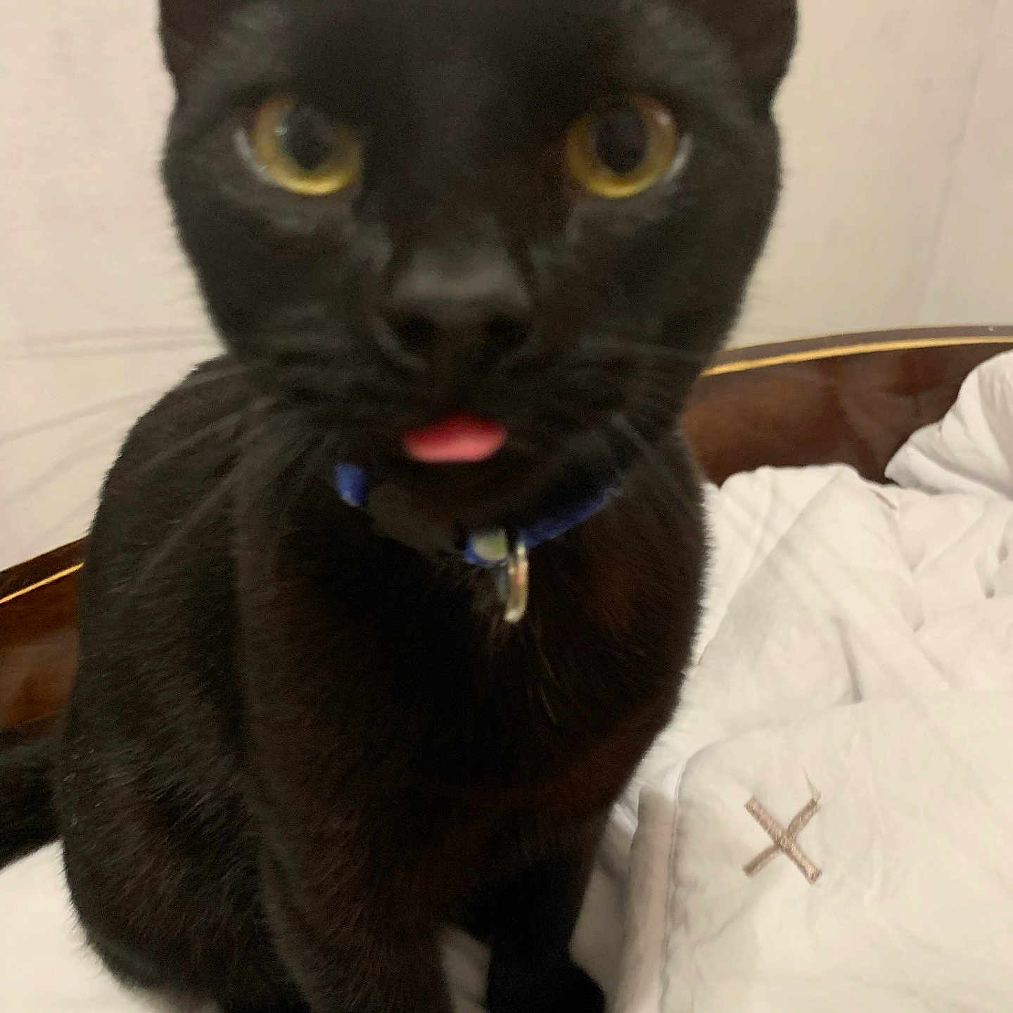 Panther joined the competition — help win amazing prizes! black_cat, cat, pet, animal, tongue_out, bed, blanket, indoor, feline, close_up, whiskers, ears, yellow_eyes, collar, wooden_headboard, cute, funny_expression, domestic_cat, fur, sitting