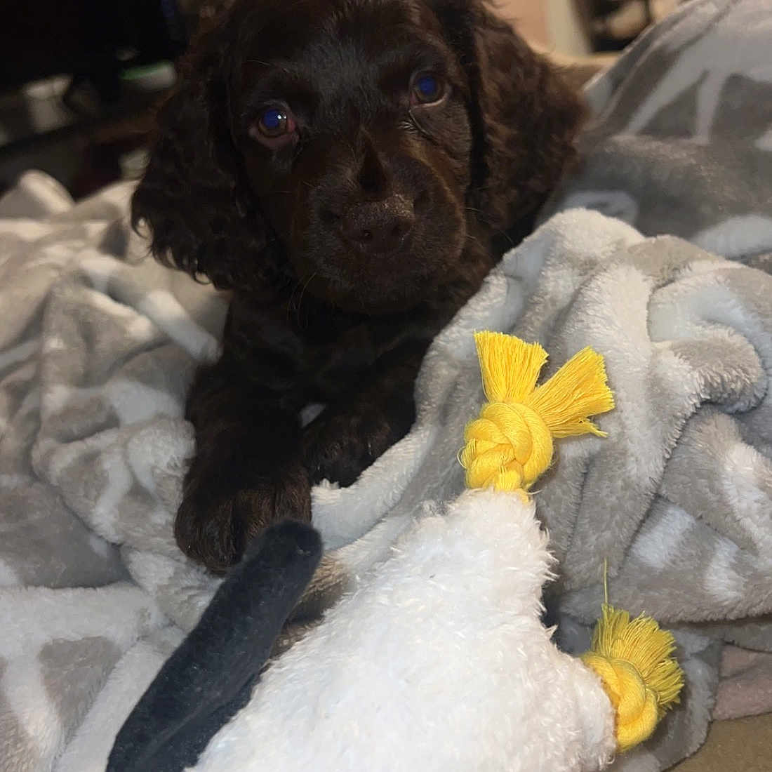 Coco
