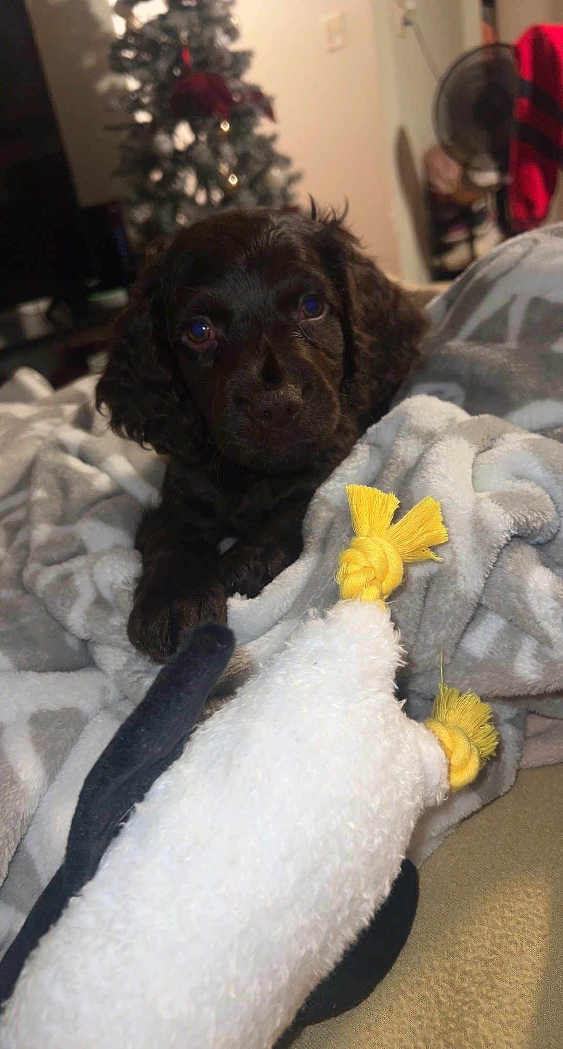 Coco