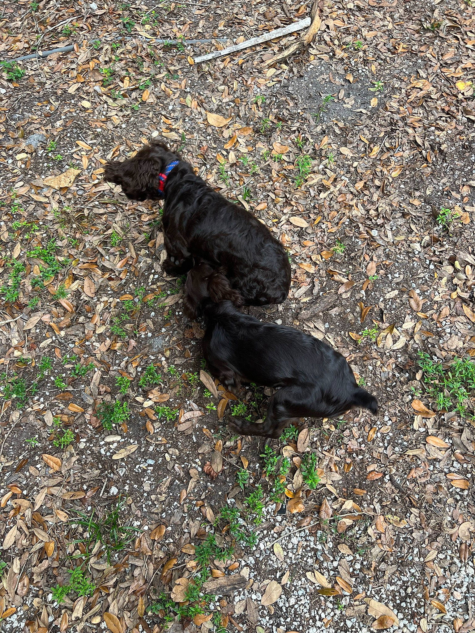 Coco joined the competition — help win amazing prizes! asphalt, canidae, carnivore, dog, dog_breed, fur, grass, groundcover, road_surface, shadow, soil, sporting_group, tail, tar, terrestrial_animal, tints_and_shades