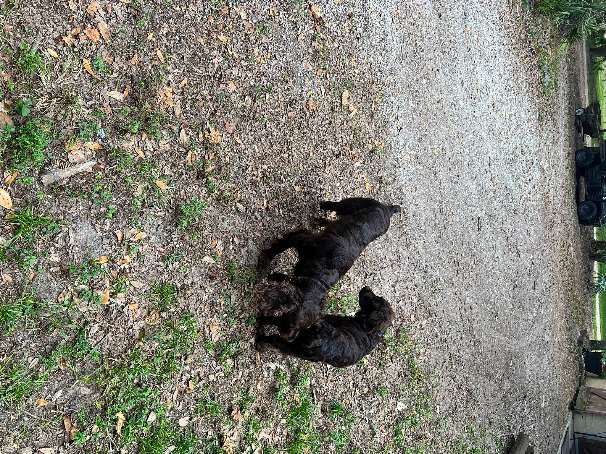 Coco is registered to the contest to win money with this photo: asphalt, canidae, carnivore, concrete, dog_breed, felidae, grass, groundcover, plant, road_surface, shadow, sidewalk, small_to_medium_sized_cats, soil, tail, tar, terrestrial_animal, trunk, wood