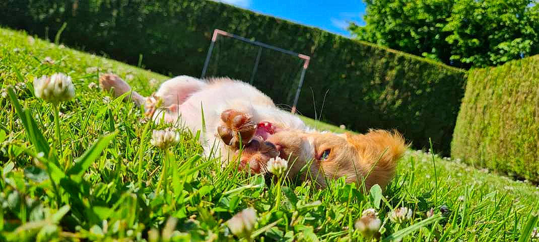 Tomy a rejoint le concours — aidez-le/la à gagner de superbes lots ! carnivore, companion_dog, dog_breed, fawn, felidae, fence, fur, grass, grassland, groundcover, livestock, plant, sky, small_to_medium_sized_cats, snout, sporting_group, tail, terrestrial_animal, tree, whiskers