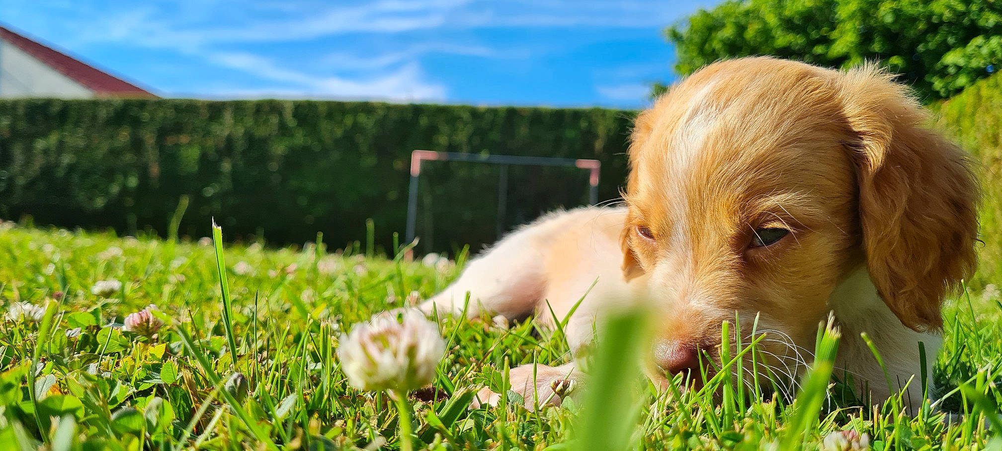 Tomy participe au concours pour gagner de l'argent avec cette photo : carnivore, cloud, companion_dog, dog, dog_breed, fawn, flower, grass, grass_family, grassland, happy, landscape, leisure, meadow, natural_landscape, people_in_nature, plant, sky, tree, vertebrate