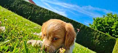 Tomy participe au concours pour gagner de l'argent avec cette photo : carnivore, cloud, companion_dog, dog, dog_breed, fawn, grass, grassland, gun_dog, landscape, liver, natural_landscape, plant, retriever, sky, snout, sporting_group, terrestrial_animal, tree, working_animal