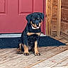 puppy, dog, black_and_tan, rottweiler, sitting, tongue_out, happy, pet, portrait, outdoor, porch, wooden_floor, wooden_door, red_door, log_cabin, doormat, rustic, collar, animal, cute