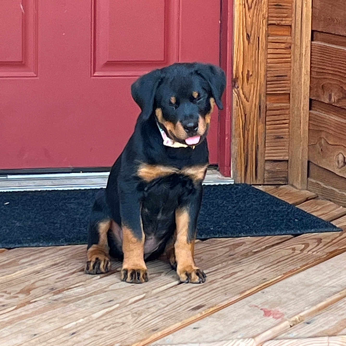 Athena joined the competition — help win amazing prizes! puppy, dog, black_and_tan, rottweiler, sitting, tongue_out, happy, pet, portrait, outdoor, porch, wooden_floor, wooden_door, red_door, log_cabin, doormat, rustic, collar, animal, cute
