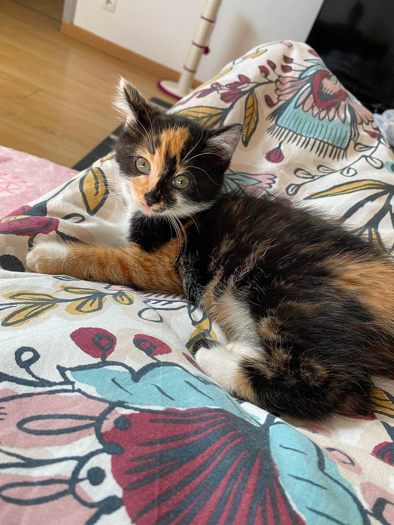 Taliyah participe au concours pour gagner de l'argent avec cette photo : art, bag, bed_sheet, bedding, carnivore, cat, comfort, domestic_short_haired_cat, felidae, flooring, fur, hardwood, linens, pattern, room, small_to_medium_sized_cats, tail, textile, visual_arts, whiskers