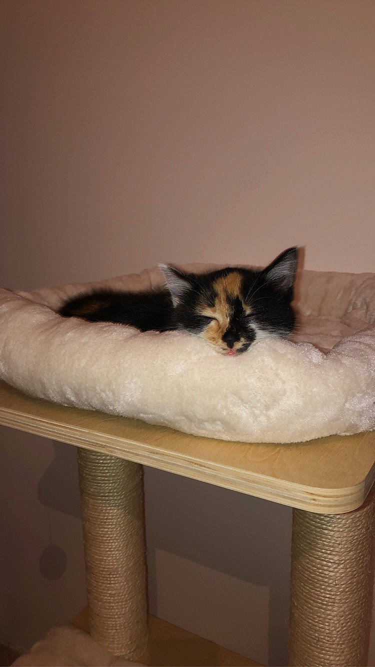 Taliyah participe au concours pour gagner de l'argent avec cette photo : balinese, carnivore, cat, cat_bed, cat_supply, chair, comfort, domestic_short_haired_cat, fawn, felidae, fur, hardwood, paw, room, siamese, small_to_medium_sized_cats, snout, tail, whiskers, wood