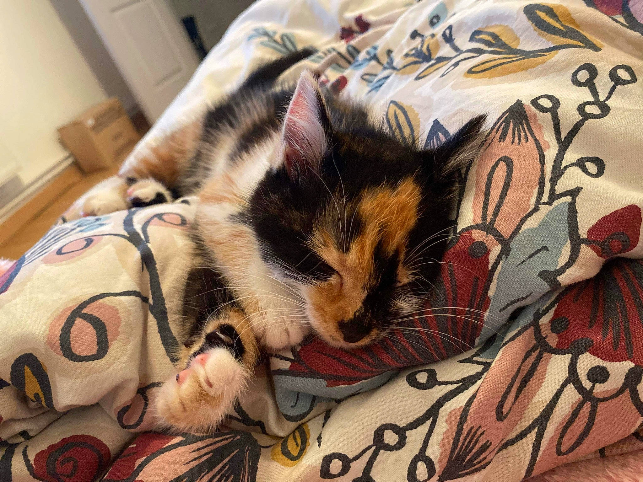 Taliyah participe au concours pour gagner de l'argent avec cette photo : bag, bed, bed_sheet, bedding, carnivore, cat, comfort, domestic_short_haired_cat, fawn, felidae, fur, linens, nap, pattern, paw, room, small_to_medium_sized_cats, snout, textile, whiskers