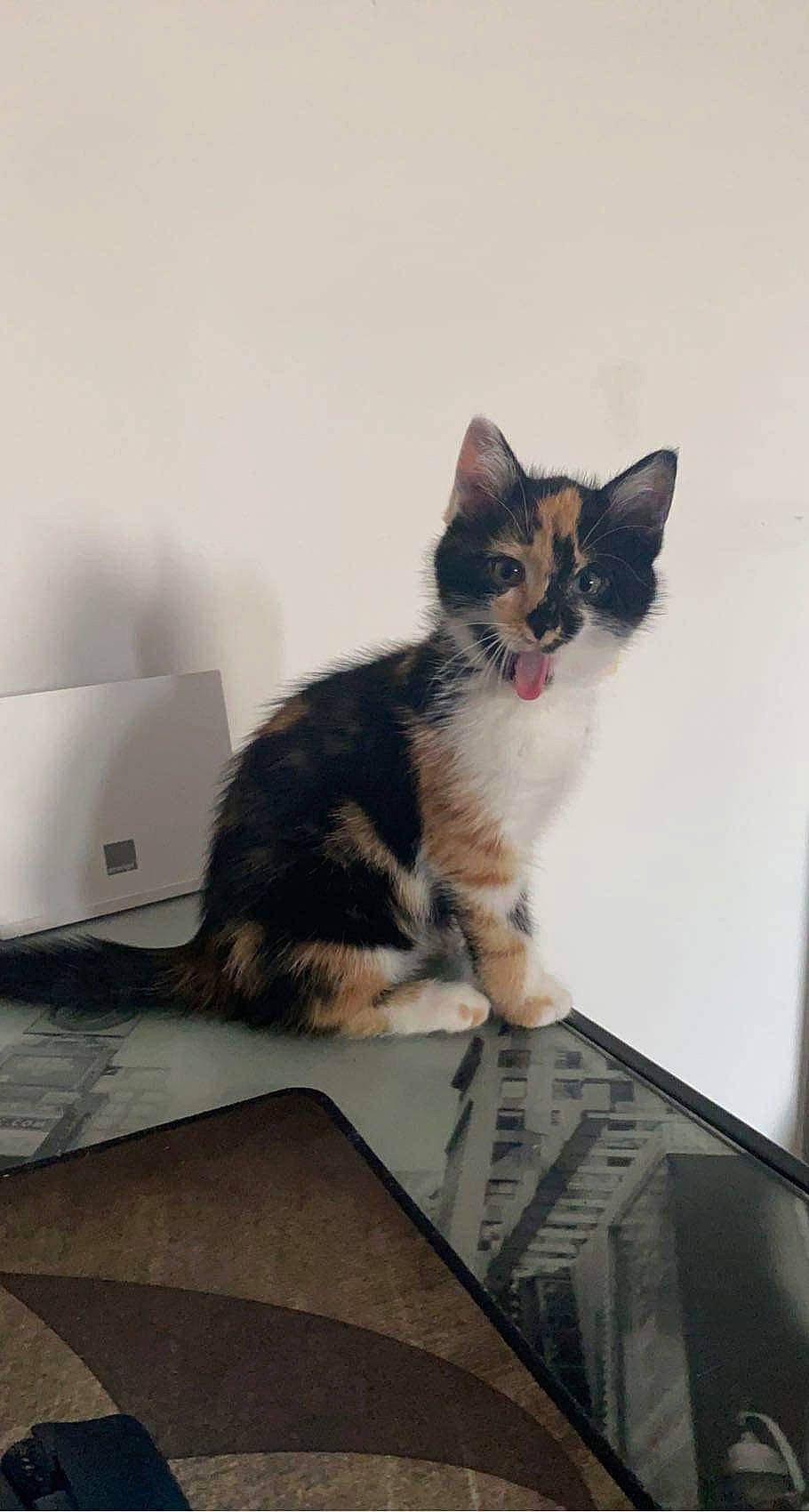 Taliyah participe au concours pour gagner de l'argent avec cette photo : box, cardboard, carnivore, cat, comfort, domestic_short_haired_cat, felidae, fur, grey, paw, sitting, small_to_medium_sized_cats, snout, tail, whiskers