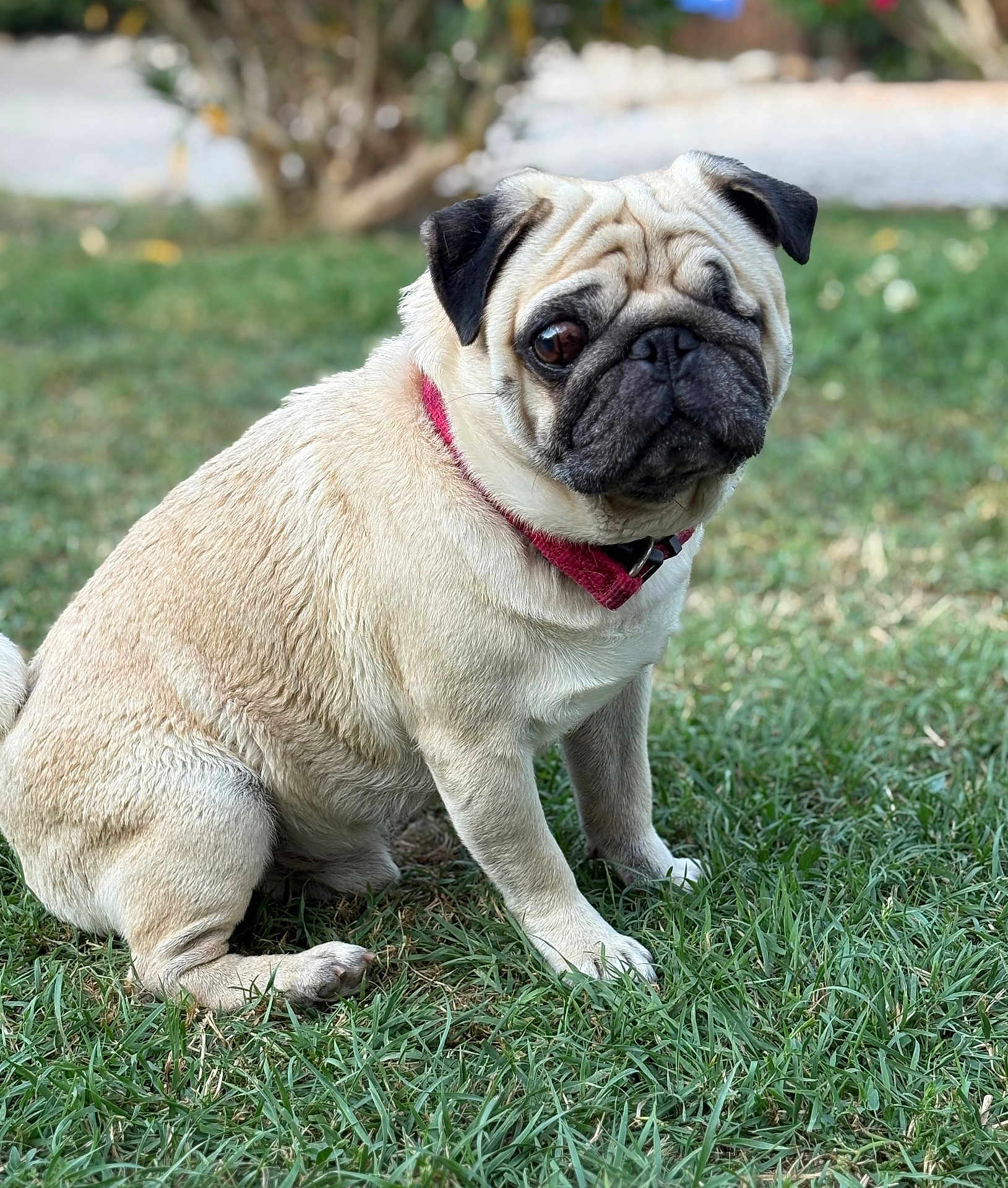 Simba a rejoint le concours — aidez-le/la à gagner de superbes lots ! dog, pug, pet, animal, grass, outdoor, collar, sitting, cute, face, fur, portrait, nature, small_dog, canine, mammal, paw, expression, daylight, garden