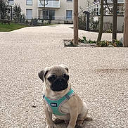 Simba participe au concours pour gagner de l'argent avec cette photo : pug, dog, puppy, harness, outdoor, urban, pathway, apartment, cat, grass, tree, plant, building, pet, animal, sitting, small, curious, quiet, daytime