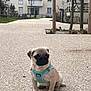 pug, dog, puppy, harness, outdoor, urban, pathway, apartment, cat, grass, tree, plant, building, pet, animal, sitting, small, curious, quiet, daytime