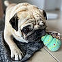 pug, dog, pet, animal, toy, indoor, floor, closeup, cute, paw, playing, laying, canine, domestic_animal, mammal, snout, fur, brown, black, white