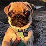 Simba a rejoint le concours — aidez-le/la à gagner de superbes lots ! dog, puppy, pug, pet, animal, close_up, harness, outdoor, nature, sunlight, cute, face, fur, small, mammal, portrait, hand, expression, collar, tag