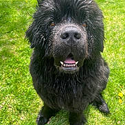 Swayzee is registered to the contest to win money with this photo: dog, black_dog, wet_fur, grass, outdoor, pet, canine, happy, tongue, open_mouth, fur, animal, nature, playful, sitting, cute, muzzle, eyes, nose, sunlight