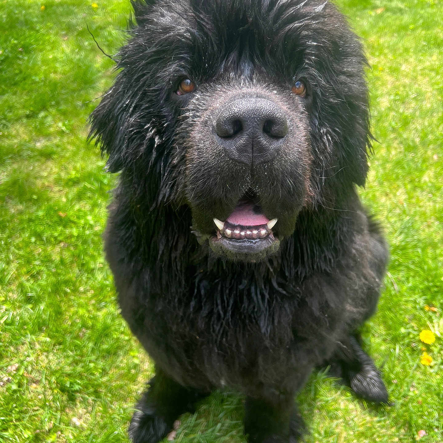 Swayzee is registered to the contest to win money with this photo: dog, black_dog, wet_fur, grass, outdoor, pet, canine, happy, tongue, open_mouth, fur, animal, nature, playful, sitting, cute, muzzle, eyes, nose, sunlight