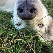 Diky a rejoint le concours — aidez-le/la à gagner de superbes lots ! dog, white_dog, canine, nose, snout, whiskers, fur, grass, outdoor, lying_down, upside_down, close_up, portrait, pet, animal, greenery, natural_light, playful, phone_screenshot, black_border