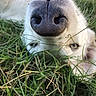 dog, white_dog, canine, nose, snout, whiskers, fur, grass, outdoor, lying_down, upside_down, close_up, portrait, pet, animal, greenery, natural_light, playful, phone_screenshot, black_border