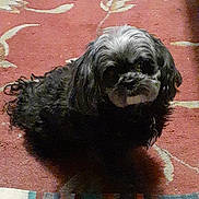 Babygirl is registered to the contest to win money with this photo: dog, small_dog, black_dog, gray_dog, carpet, indoor, pet, animal, fur, looking_up, floor, cozy, home, cute, mammal, companion, domestic_animal, sitting, curly_fur, shadow