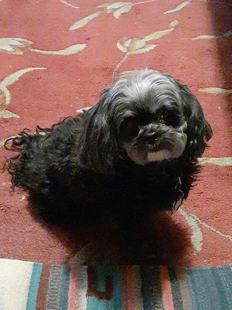 Babygirl is registered to the contest to win money with this photo: dog, small_dog, black_dog, gray_dog, carpet, indoor, pet, animal, fur, looking_up, floor, cozy, home, cute, mammal, companion, domestic_animal, sitting, curly_fur, shadow