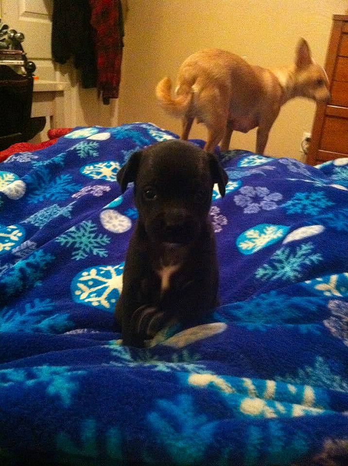 Chandler joined the competition — help win amazing prizes! cabinetry, canidae, carnivore, comfort, companion_dog, dog, dog_breed, electric_blue, fawn, felidae, flooring, fur, guard_dog, linens, liver, room, small_to_medium_sized_cats, sporting_group, tail, working_animal