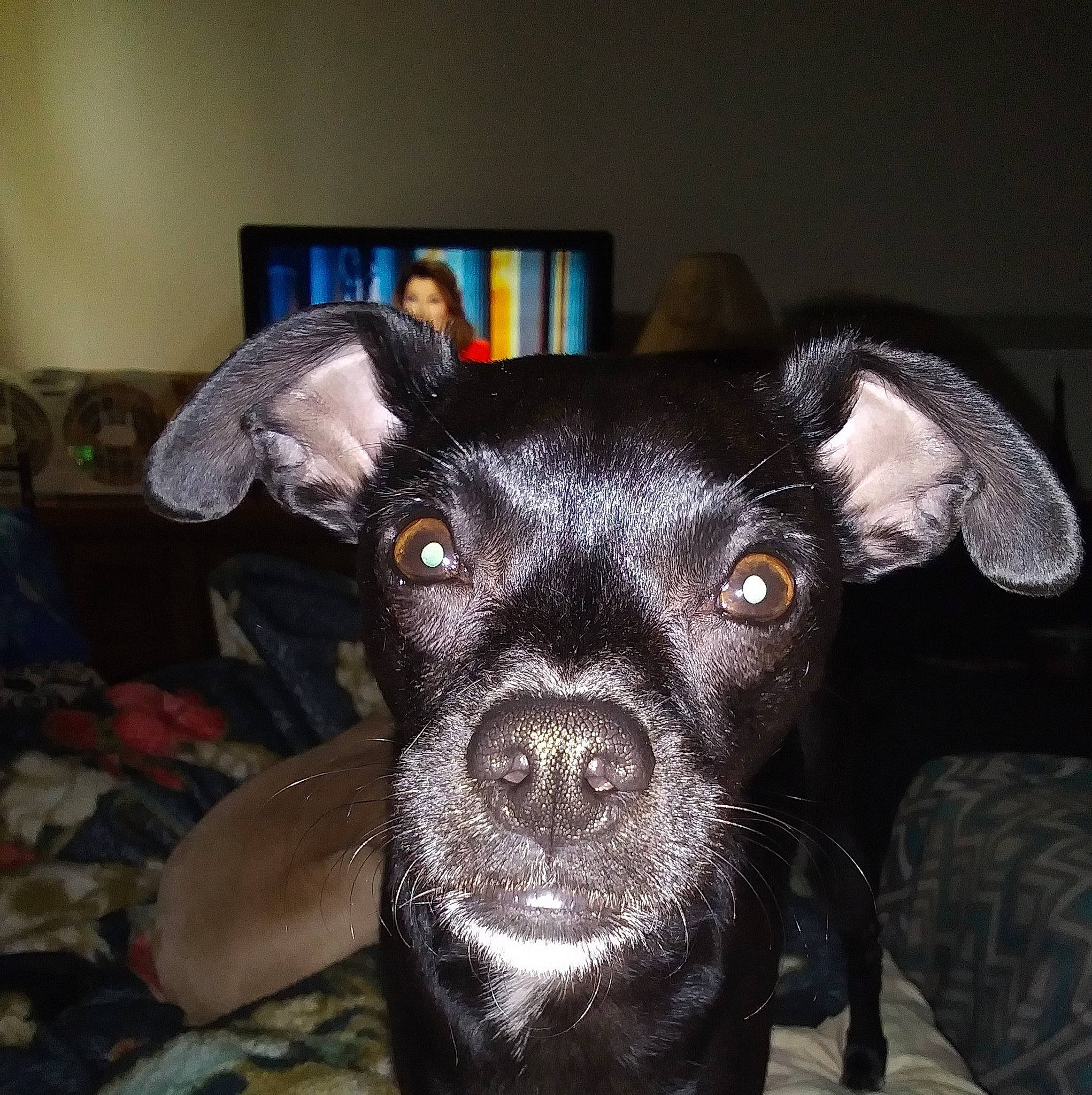 Chandler joined the competition — help win amazing prizes! art, canidae, carnivore, chihuahua, companion_dog, couch, dog, dog_breed, ear, fawn, fur, liver, non_sporting_group, picture_frame, snout, sporting_group, terrestrial_animal, toy_dog, whiskers, working_animal