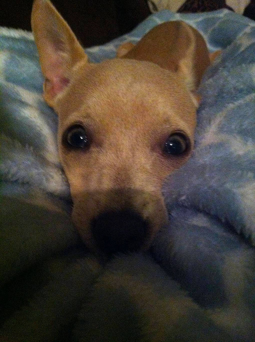 Kaleighsea is registered to the contest to win money with this photo: ancient_dog_breeds, canidae, carnivore, close_up, companion_dog, dog, dog_breed, ear, eye, fawn, fur, head, jaw, non_sporting_group, snout, sporting_group, terrestrial_animal, toy_dog, whiskers, working_animal