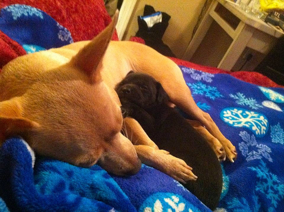 Kaleighsea is registered to the contest to win money with this photo: blue, cabinetry, carnivore, comfort, companion_dog, dog, dog_breed, drawer, electric_blue, fawn, felidae, fur, linens, room, small_to_medium_sized_cats, snout, tail, textile, whiskers, yellow