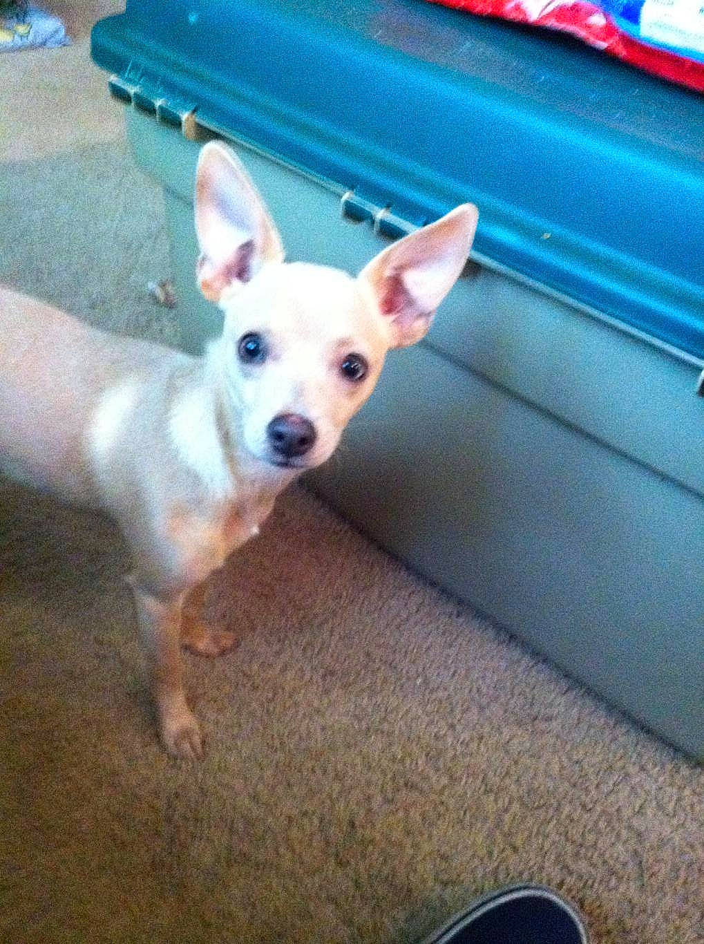 Kaleighsea is registered to the contest to win money with this photo: canidae, carnivore, companion_dog, corgi_chihuahua, dog, dog_breed, dog_supply, door, fawn, flooring, non_sporting_group, paw, puppy, snout, sporting_group, tail, terrestrial_animal, toy_dog, whiskers, working_animal