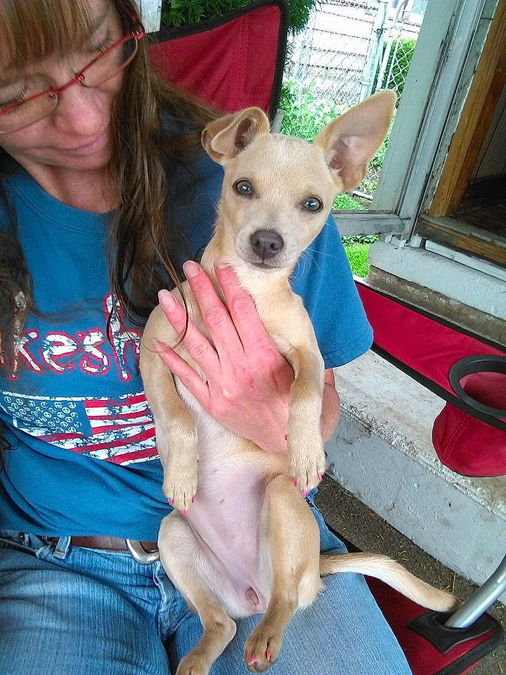 Kaleighsea joined the competition — help win amazing prizes! canidae, carnivore, clothing, collar, companion_dog, dog, dog_breed, dog_collar, dog_supply, ear, fawn, fur, happy, head, snout, sporting_group, toy_dog, vacation, vision_care, working_animal