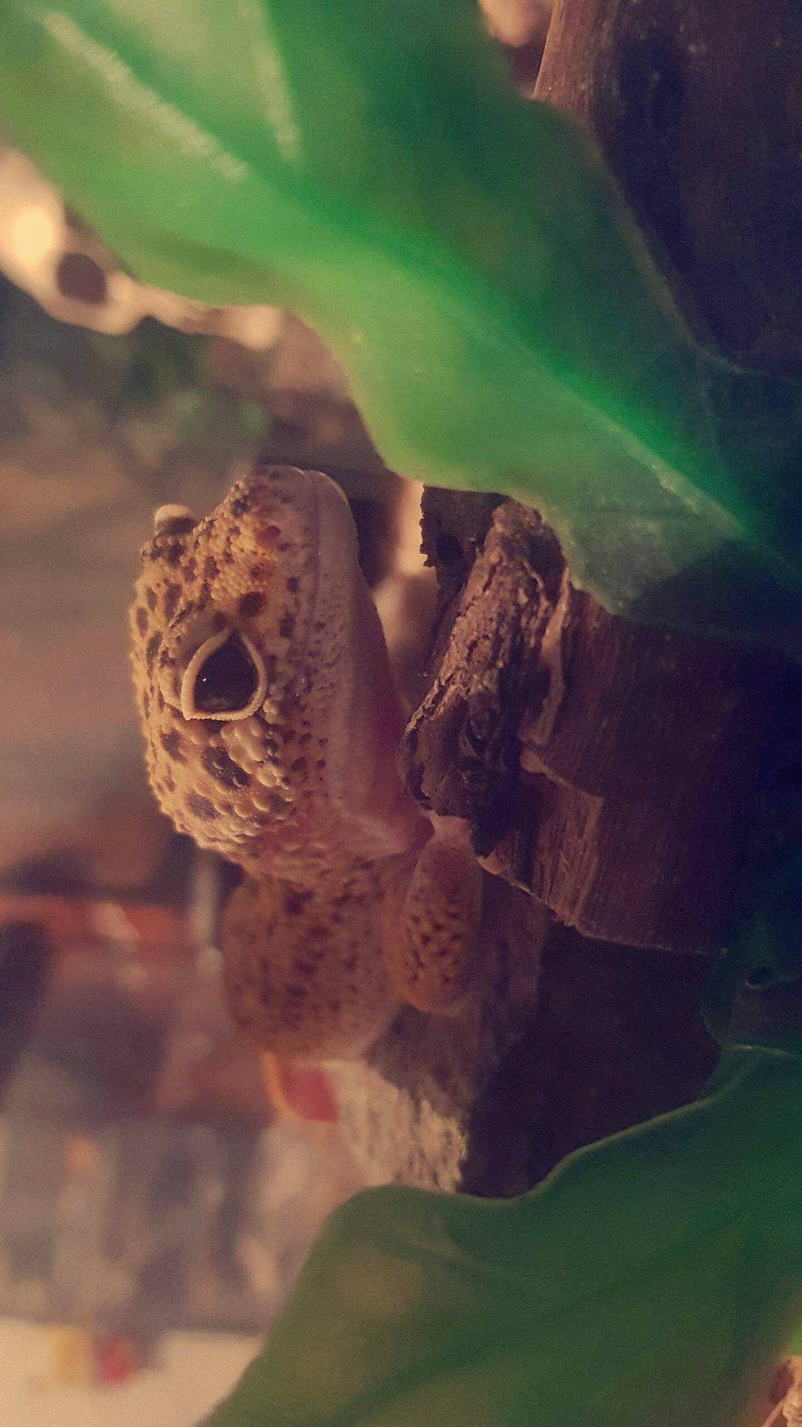 Oméga participe au concours pour gagner de l'argent avec cette photo : adaptation, chameleon, eye, organism, plant, reptile, scaled_reptile