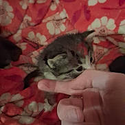 Eclipse is registered to the contest to win money with this photo: kitten, cat, finger, hand, blanket, floral_pattern, red, cozy, pet, animal, cute, small, furry, indoor, playful, nibble, soft, warm, resting, closeup
