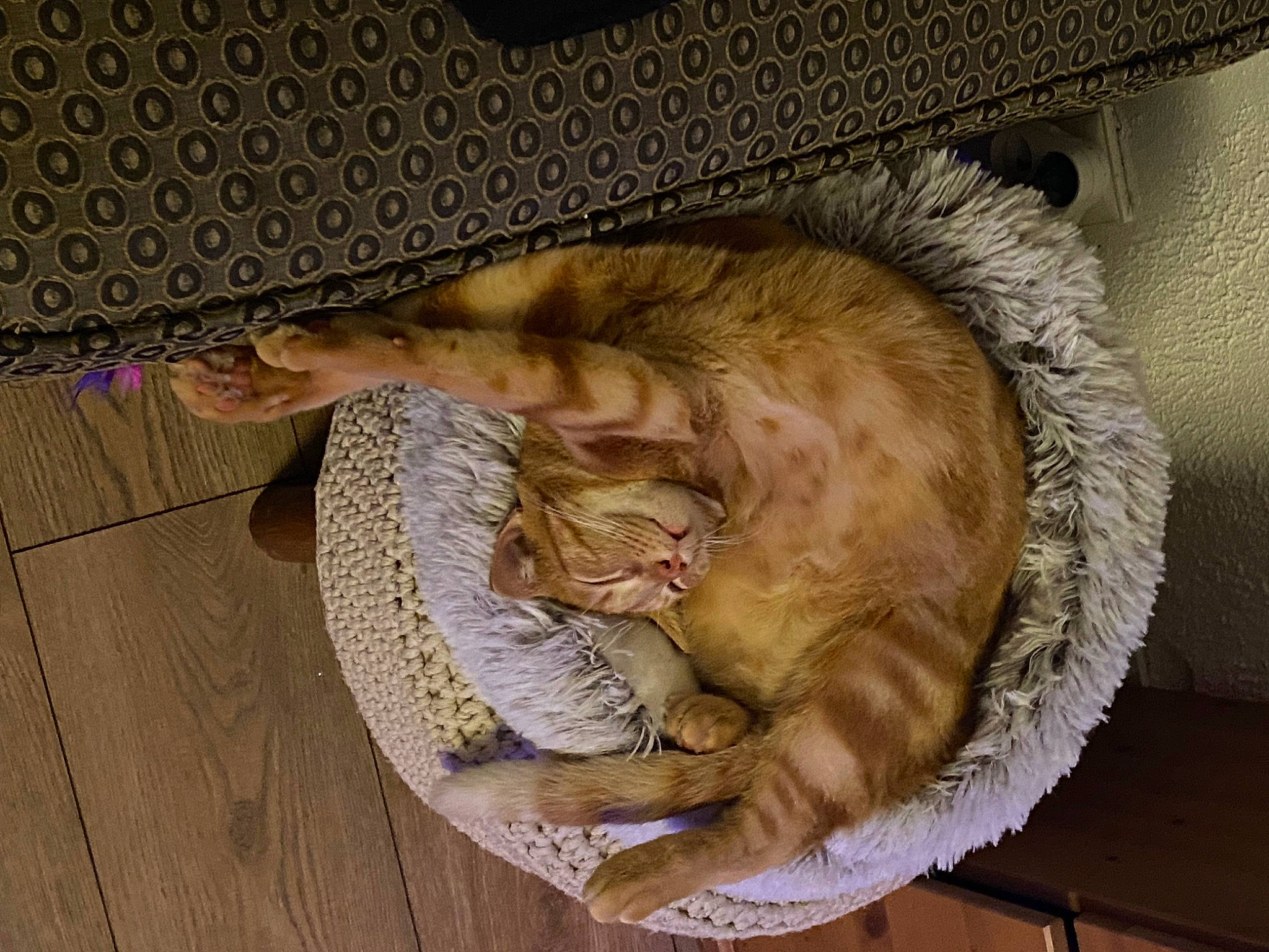 Bébé a rejoint le concours — aidez-le/la à gagner de superbes lots ! basket, carnivore, cat, cat_bed, cat_supply, comfort, domestic_short_haired_cat, fawn, felidae, fur, hardwood, nap, paw, sleep, small_to_medium_sized_cats, tail, terrestrial_animal, whiskers, wicker, wood