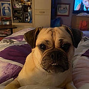 Millie joined the competition — help win amazing prizes! dog, pug, bed, blanket, indoor, pet, animal, cute, closeup, furniture, room, television, expression, lying, face, ears, nose, whiskers, teeth, portrait