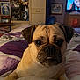 dog, pug, bed, blanket, indoor, pet, animal, cute, closeup, furniture, room, television, expression, lying, face, ears, nose, whiskers, teeth, portrait