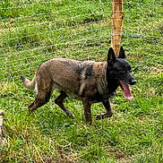 Jessy participe au concours pour gagner de l'argent avec cette photo : dog, belgian_malinois, animal, outdoor, grass, field, fence, wire_fence, wooden_post, black_and_brown, standing, walking, panting, tongue, ears, collar, leash, rural, nature, working_dog