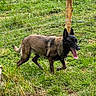 dog, belgian_malinois, animal, outdoor, grass, field, fence, wire_fence, wooden_post, black_and_brown, standing, walking, panting, tongue, ears, collar, leash, rural, nature, working_dog