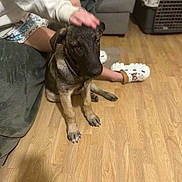 Vasco a rejoint le concours — aidez-le/la à gagner de superbes lots ! dog, puppy, pet, animal, sitting, brown_fur, black_face, collar, human, hand, petting, wooden_floor, living_room, couch, slippers, fan, indoors, portrait, cute, household